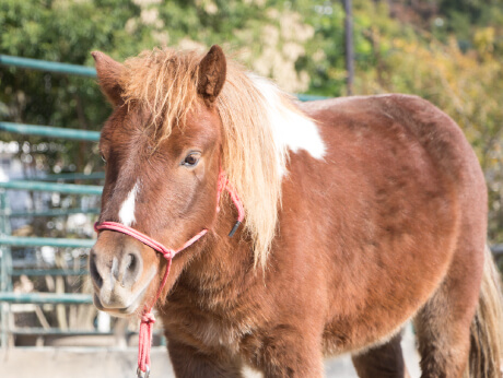 ポニー スタッフ紹介 Grand Pony Club グランド ポニー クラブ